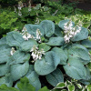 Hosta ELEGANS