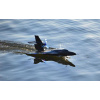 IQ models RC Stíhačka Raptor-650 čierna