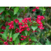 Weigela červená sadenica s holým koreňom
