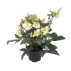 Čemerica čierna Helleborus niger 'Winter Darling' výška 25-35 cm kvetináč 10 l