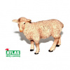 Atlas C Ovce 9 cm