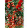 Goji - kustovnica čínska (Lycium chinense L.) / rastlinky, bylinky v kvetináči