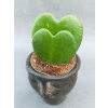 Hoya Kerrii - Hoja Heart 15 cm (Hoya Kerrii - Hoja Heart 15 cm)