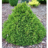 Picea abies Tompa - EXTRA AKCIA