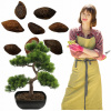 Semená japonskej borovice Čierna strom bonsai pinus