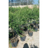 Fingerlime alebo Caviar citrón 'Rosa' výška 120-140cm