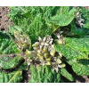 Mandragora Lekárska M. Officinarum Nasiona (Mandragora Lekárska M. Officinarum Nasiona)