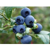 Kanadská čučoriedka Hortblue Petite (kontajner C2 - 2 l)