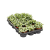 Fittonia ´White Tiger´ R9 V10cm