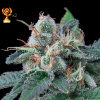 Exclusive Seeds Bank - Super Mandarina 5 ks - Semená neobsahujú THC