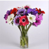 Sasanka Anemone Mona Lisa Mix k rezu 1000 semien