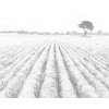 ZUTY Bodkovanie - LEVANDUĽOVÉ POLE SO STROMOM Rámovanie: vypnuté plátno na rám, Rozmer: 80x100 cm