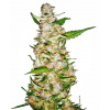 Sensi Seed Bank Sensi Seeds Skunk #1 Auto Balenie: 5