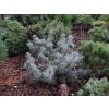 PICHLAVÝ SMRK 'MECKY' PICEA PUNGENS 'MECKY'