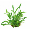 Cryptocoryne Parva - košík in vitro Dennerle