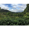 Nicaragua La Aurora - svetlé praženie (200 g, zrnková káva)