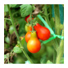 Paradajka Červená hruška - Solanum lycopersicum - Semená rajčiaka - 7 ks