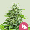 Royal Queen Seeds Feminizované semená kanabisu, ovocný lieh 3 pcs