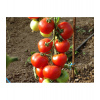 Paradajka kolíková F1 Dafne - Solanum lycopersicum - Semená rajčiaka - 12 ks