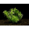 Hottonia Inflata