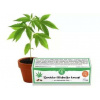 Semienka liečebného konope CBD Candy Dawg Kush Fem s vyváženým obsahom 2 hlavných kanabinoidov je vyšľachtená špeciálne na liečebné účely. 3 ks