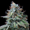 Exclusive Seeds Bank - Nemo 1 ks - Semená neobsahujú THC