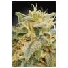 Paradise Seeds - CBDrelief 10 ks - Semienka neobsahujú THC