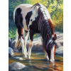 NORIMPEX Diamantové maľovanie Kôň v rieke 30 x 40 cm