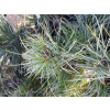Pinus cembra
