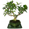 Ficus retusa - figovník - bonsaj 646