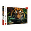 TREFL Divoký tygr 1000 dielov