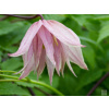 Plamienok 'Pink Swing'