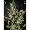 Green House Seed Exodus Cheese Balenie: 10