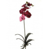 Phalaenopsis Bush beauty tmava cyklamenova 70 cm