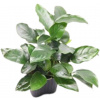 Dennerle Plants Anubias barteri var. nana Bigfoot - 1 ks