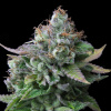 Exclusive Seeds Bank - Egarshark 5 ks - Semená neobsahujú THC
