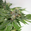Devil Harvest Seeds Original - Shore Thing 6 ks - Semená neobsahujú THC.