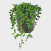 Senecio Herreianus starý muž d. 11 cm (Senecio Herreianus starý muž d. 11 cm)