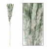 Vysuší Pampas Grass Dry Grass 75 cm Boho Kpl (Vysuší Pampas Grass Dry Grass 75 cm Boho Kpl)