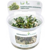 Dennerle Plants Bucephalandra micrantha - Needle Leaf - CUP - 1 ks