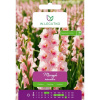 Adrenalin tmavo lososový gladiolus, 5 ks.