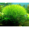 Tropica Blyxa Japonica Rastliny: /košíčková/