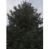 Smrek pichľavý ´Glauca´ (Picea pungens ´Glauca´)
