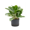 Aglaonema Cintho Queen Tuft Pots.25/19 výška 60 cm