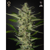 Green House Seed Flowerbomb Kush Balenie: 5