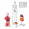 VEVOR Model Anatomiczny 4 Częściowy PCV Odłączany Ludzki Model Nauczania