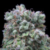 Exclusive Seeds Bank - Kush Exclusive 1 ks - Semená neobsahujú THC