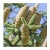 Abies pinsapo Glauca - Jedľa španielska
