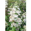 Hortenzia latnatá 'Confetti®'