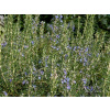 Rosmarinum officinalis 9*9 (Rozmarín )